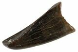 Juvenile Tyrannosaur Premax Tooth - Judith River Formation #194277-1